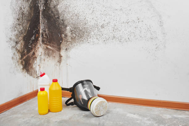 Best Mold Cleaning Services  in Richgrove, CA