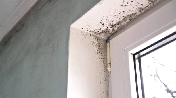 Best Emergency Mold Removal  in Richgrove, CA