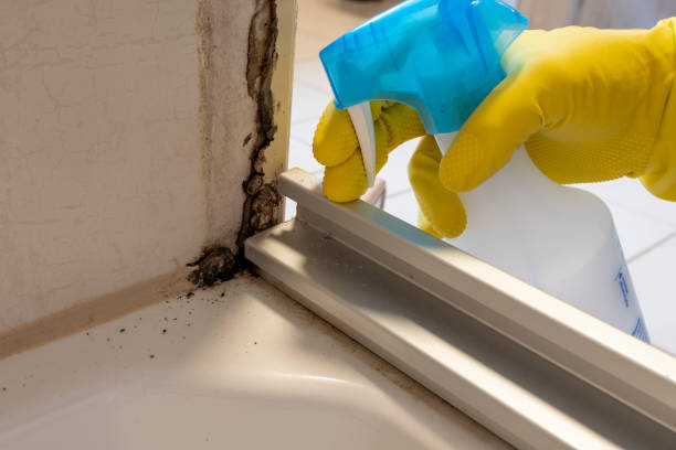 Best Home Mold Removal  in Richgrove, CA