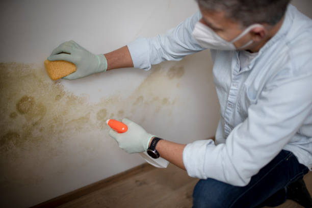 Best Commercial Mold Removal  in Richgrove, CA