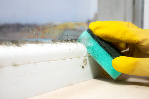 Best Toxic Mold Removal  in Richgrove, CA