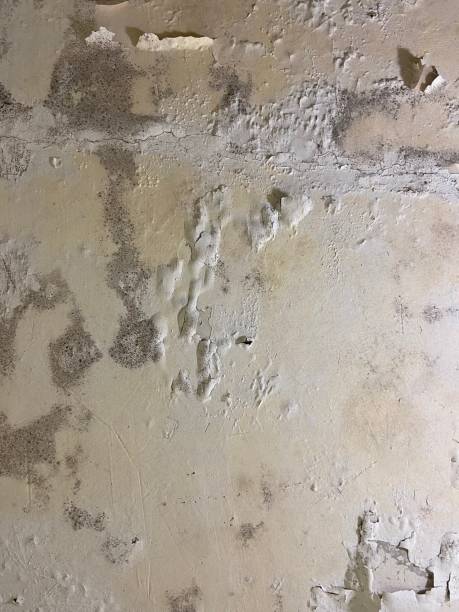 Best Professional Mold Removal  in Richgrove, CA