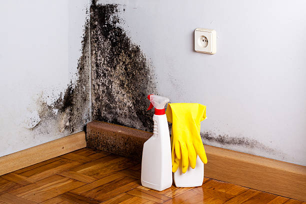 Best Black Mold Removal  in Richgrove, CA