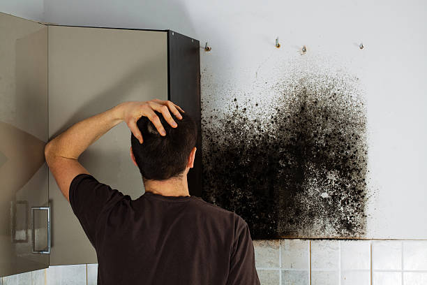 Best Mold Inspection  in Richgrove, CA